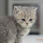 Gizmo Mruczalski*PL
