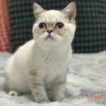 Lolek Mruczalski*PL